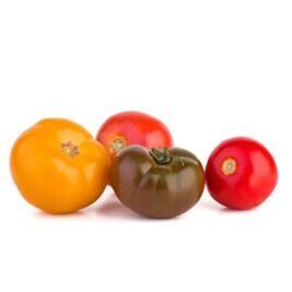 Tomaten farbig / bunt