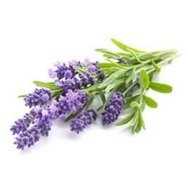 Lavendel