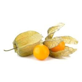 Physalis